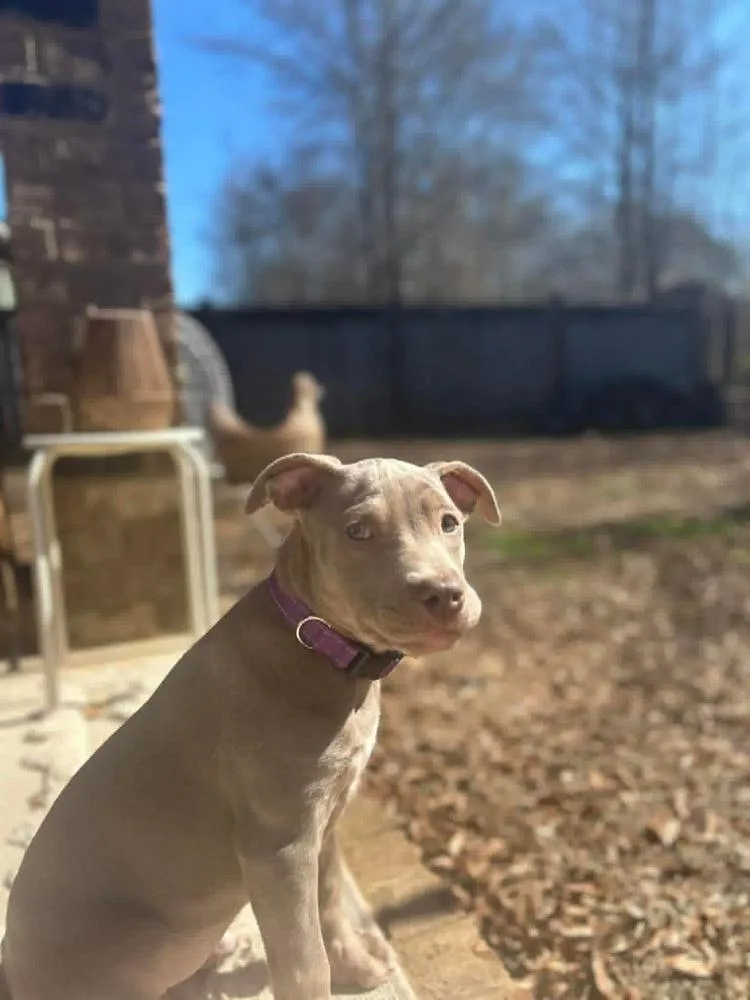 Pappardelle thumbnail 5