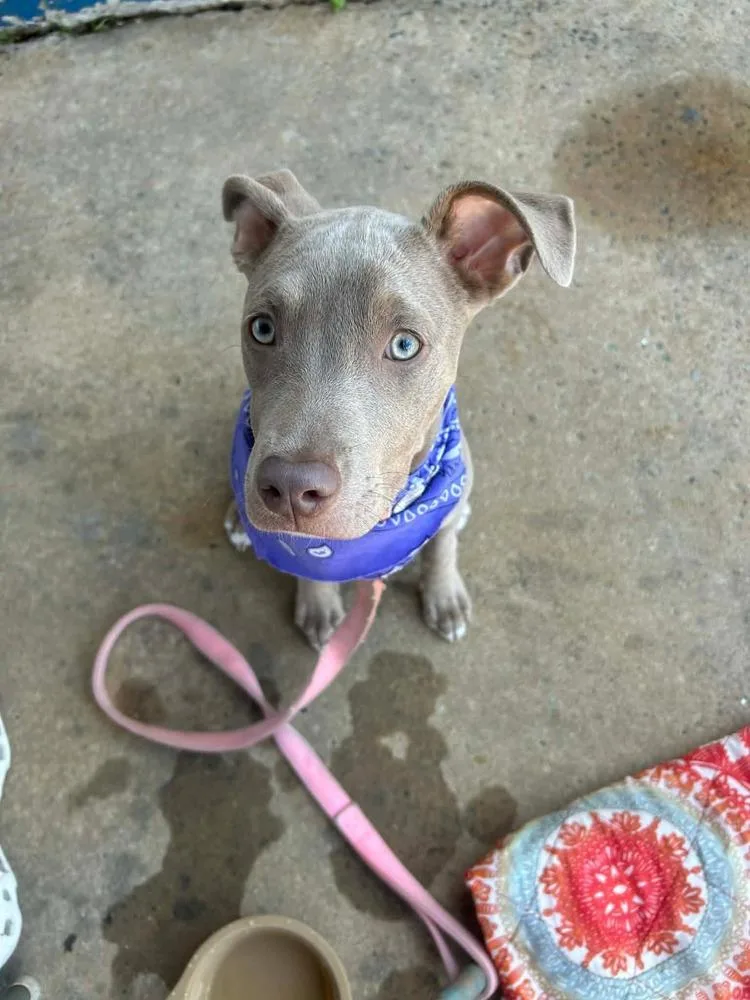 Pappardelle thumbnail 6