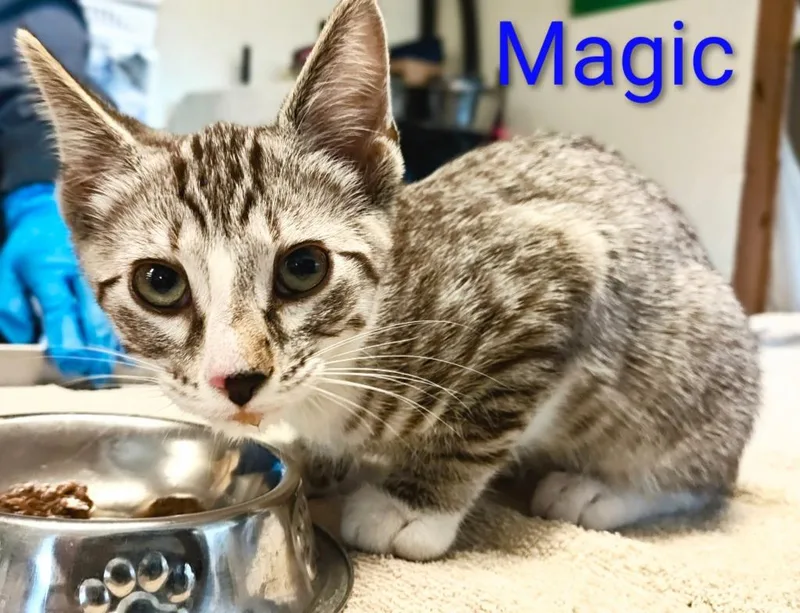 Magic