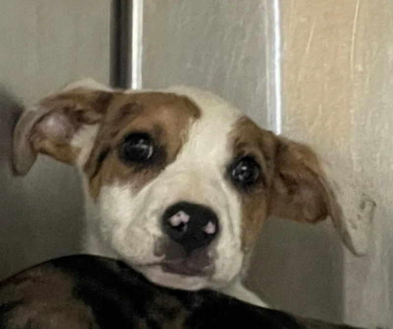 A baby small-sized female Mixed Breed dog named Pumbaa for adoption in Henderson, NC