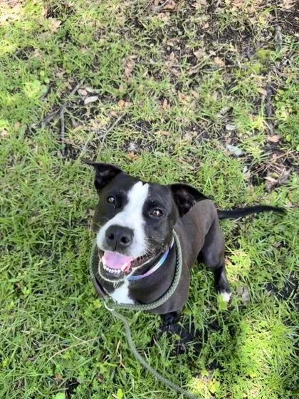 An adult large-sized female American Bulldog dog named Smiley for adoption in Brunswick, GA
