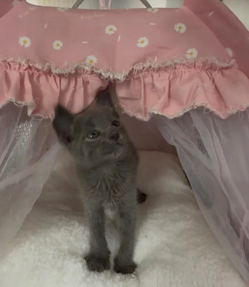 A baby small-sized female Gray / Blue / Silver Domestic Short Hair cat named Penelope for adoption in Greensboro, NC