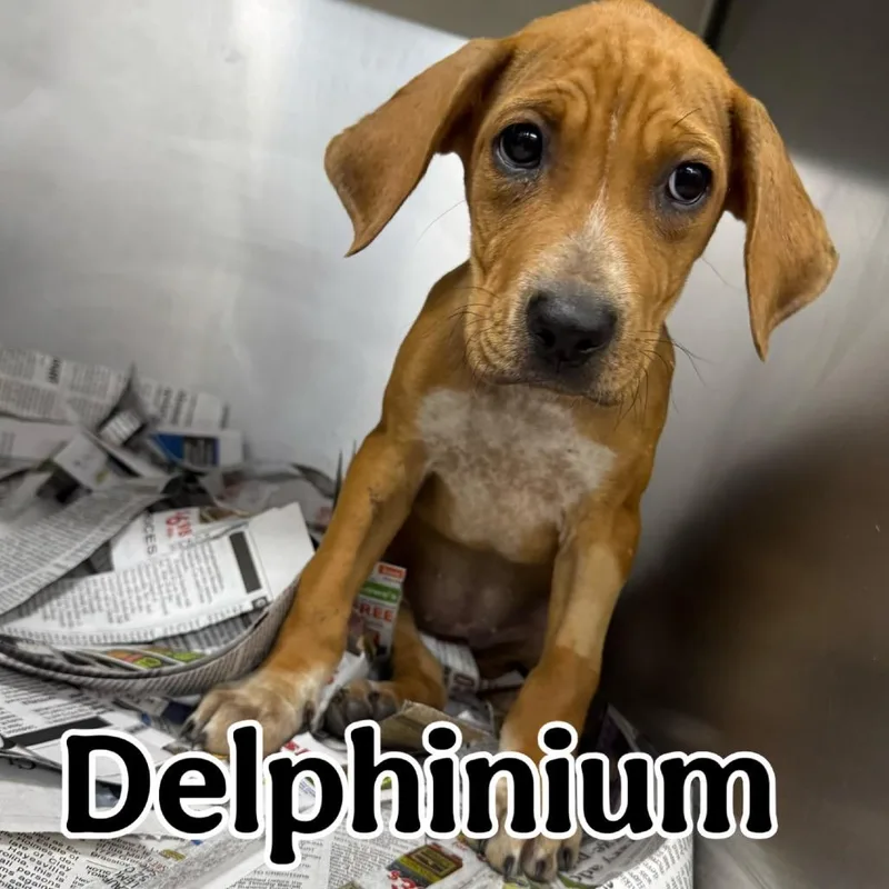 A baby small-sized female Brown / Chocolate Coonhound dog named Delphinium for adoption in Franklin, NC