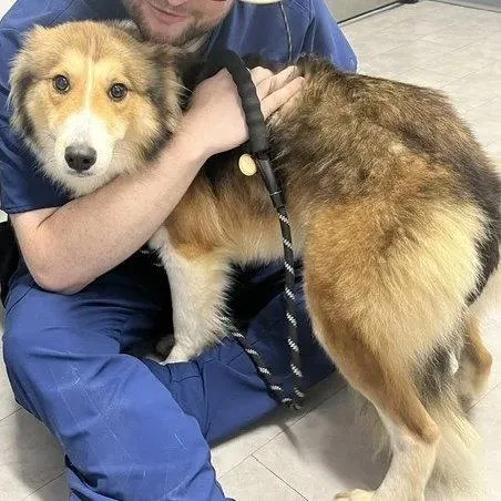 A young medium-sized female Shetland Sheepdog / Sheltie dog named Dolly for adoption in Dublin, OH