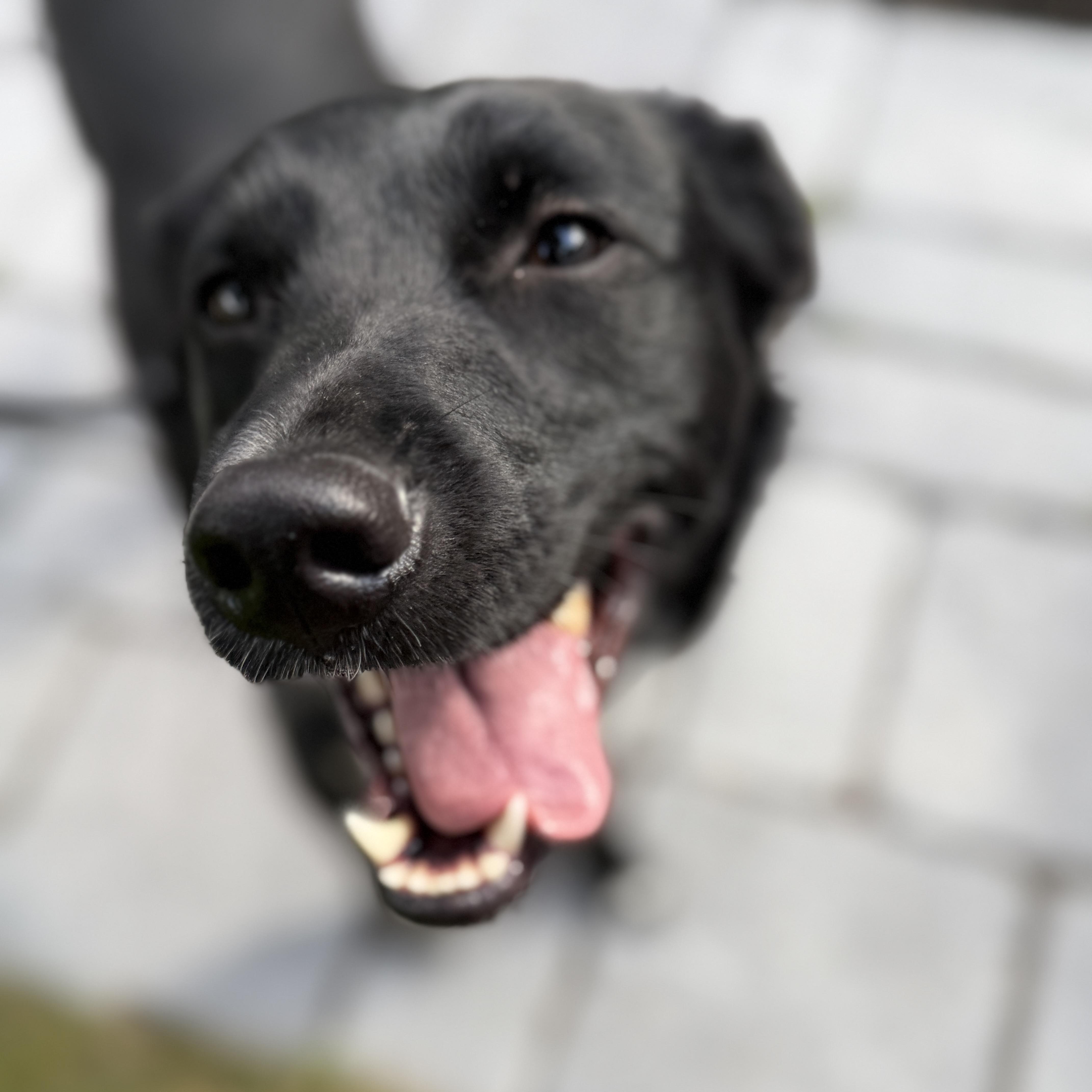 A young medium-sized female Black German Shepherd Dog dog named Ellie for adoption in Chatham, NJ