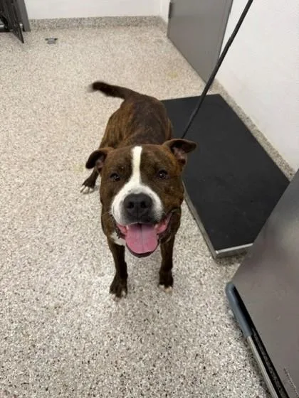 An adult large-sized male Terrier dog named Frisbee for adoption in Gastonia, NC