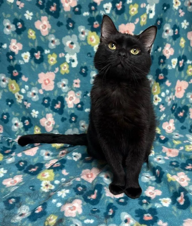 An adult medium-sized male Black Domestic Short Hair cat named Ron for adoption in Waterloo, IA