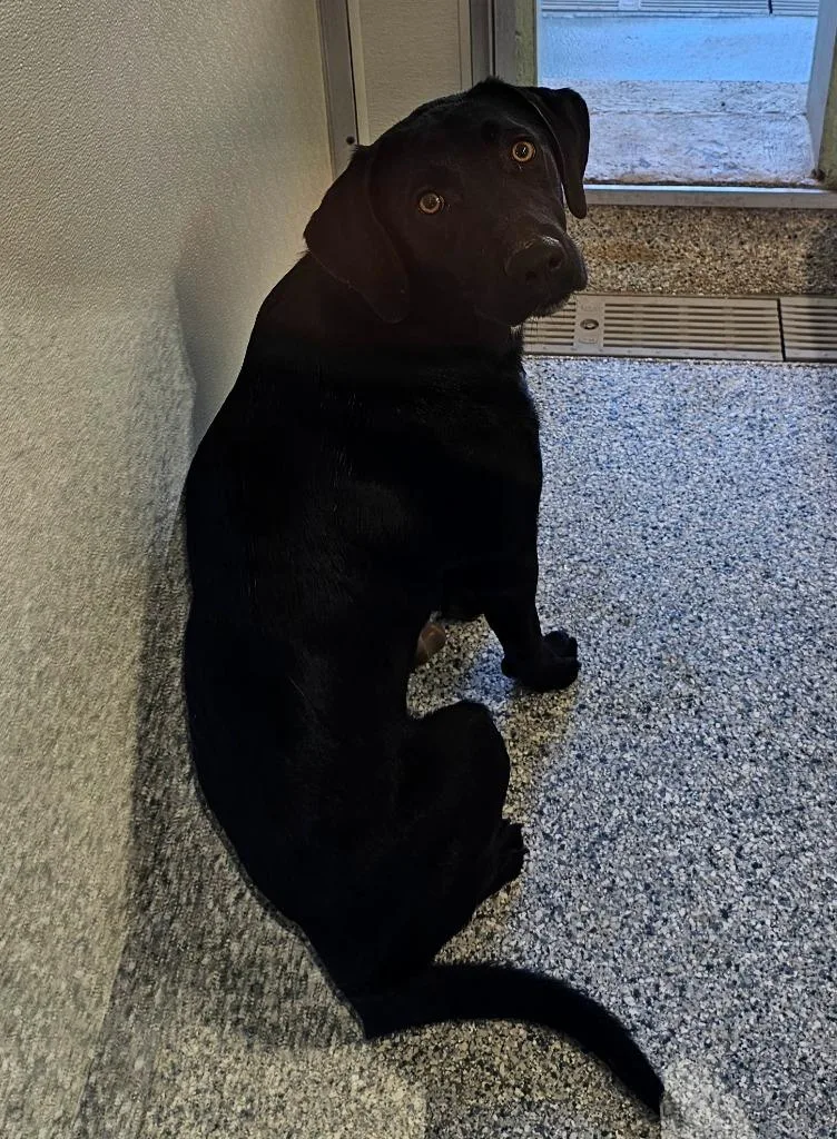 A young large-sized male Terrier dog named Apollo for adoption in Athens, TN