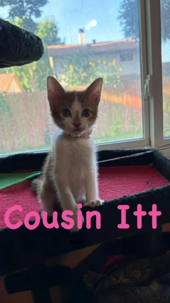 A baby medium-sized male Domestic Short Hair cat named Cousin Itt for adoption in Lewisville, TX