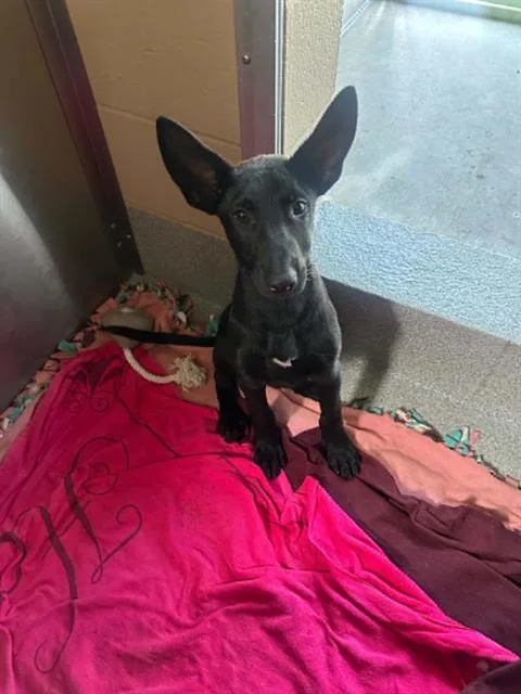 A baby small-sized male German Shepherd Dog dog named Spencer for adoption in Tustin, CA