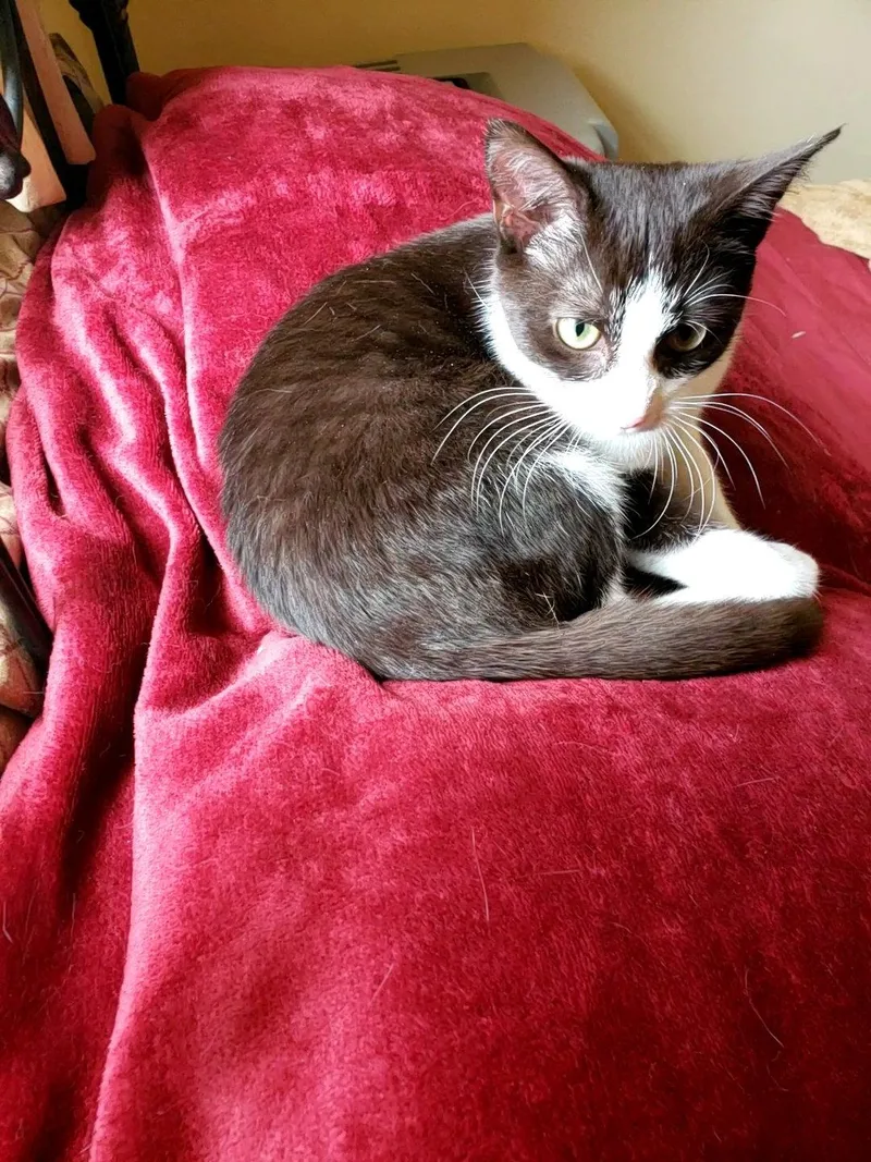 A young small-sized female American Shorthair cat named Choc for adoption in Harrisburg, PA
