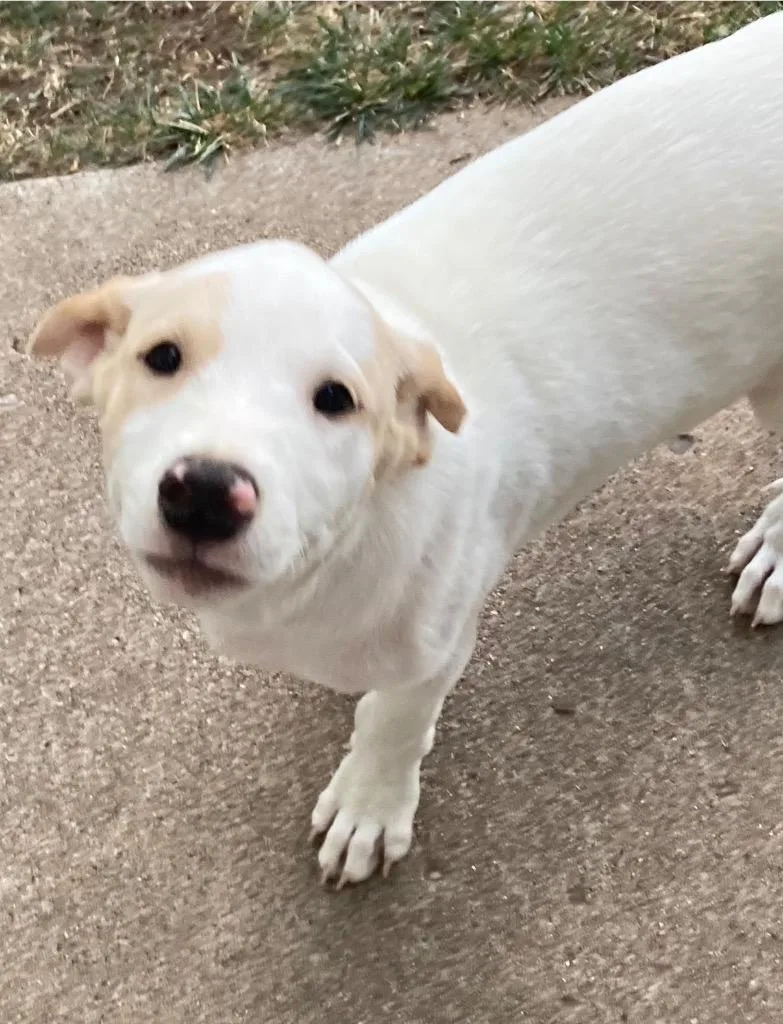 A baby medium-sized male Australian Cattle Dog / Blue Heeler dog named Keecrisp for adoption in Fort Lupton, CO
