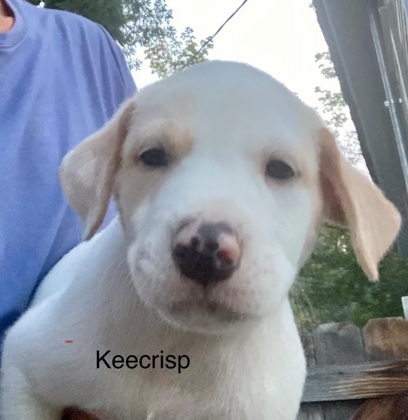 Keecrisp thumbnail 2