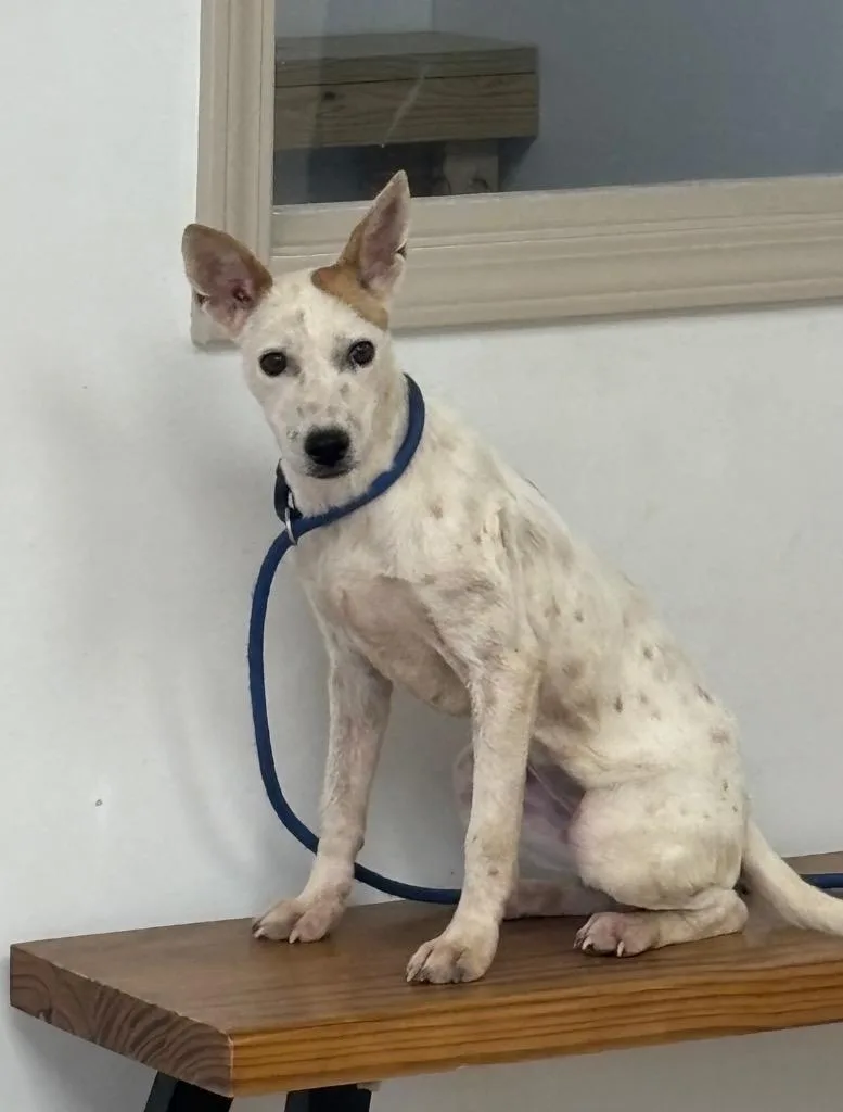 A young medium-sized female Mixed Breed dog named Kylee for adoption in Batesville, AR