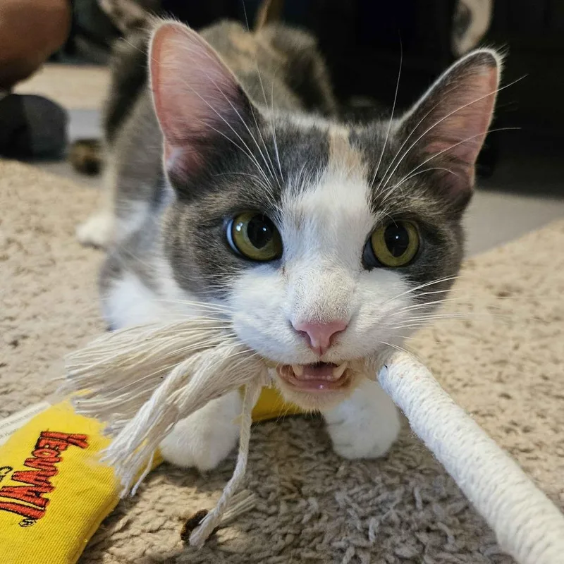 A young small-sized female Gray / Blue / Silver Domestic Short Hair cat named Clover for adoption in Abingdon, MD