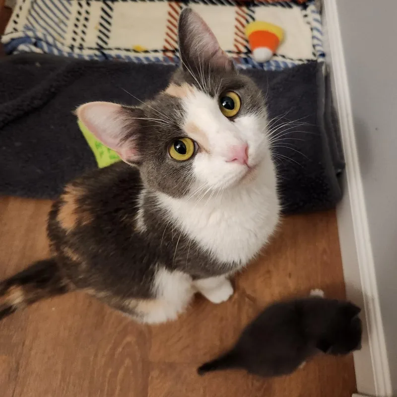 Clover thumbnail 4