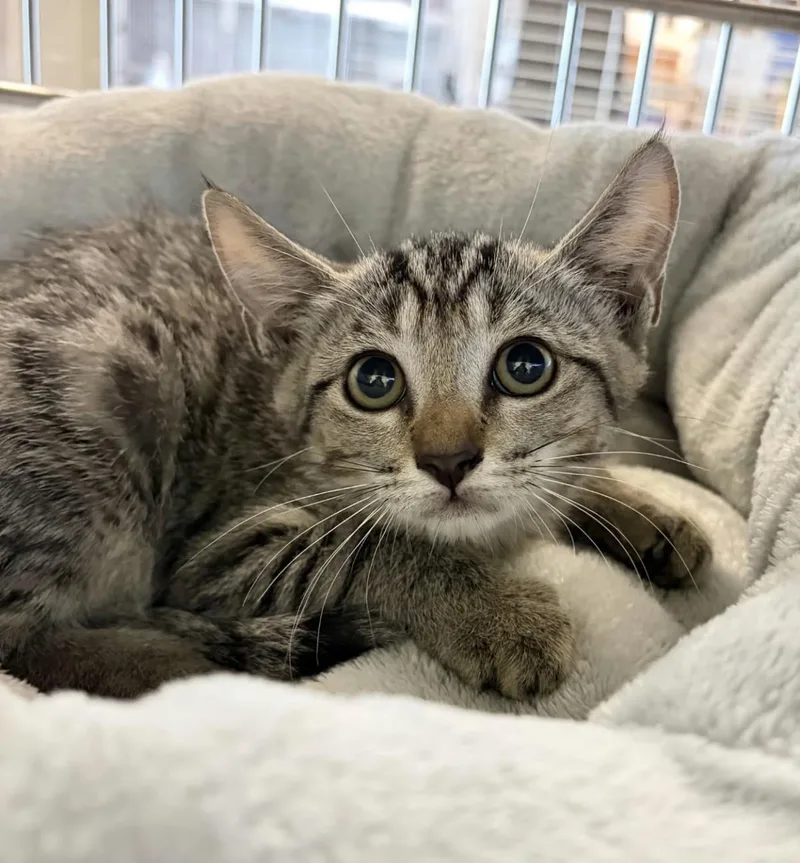 A baby small-sized female Domestic Short Hair cat named Mummy for adoption in Rockwall, TX