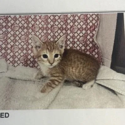 A baby small-sized male Orange / Red American Shorthair cat named Columbus for adoption in Freeport, FL