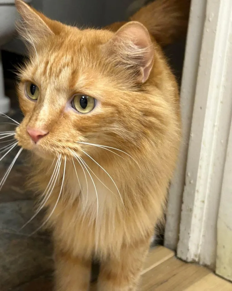 An adult medium-sized male Orange / Red Domestic Medium Hair cat named Tony for adoption in Momence, IL