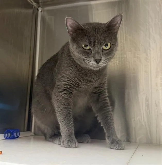 A young medium-sized female Domestic Short Hair cat named Logan for adoption in Brighton, CO