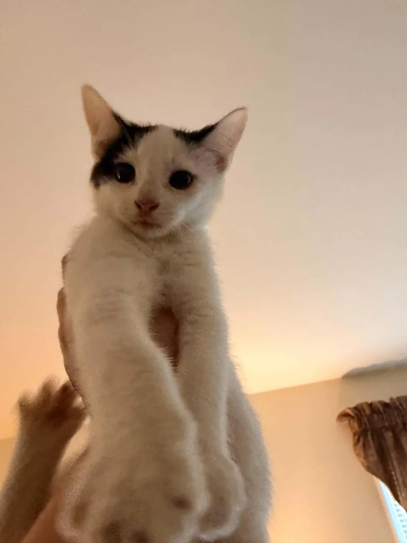 A baby medium-sized male Black & White / Tuxedo Domestic Short Hair cat named Wind for adoption in Holbrook, NY