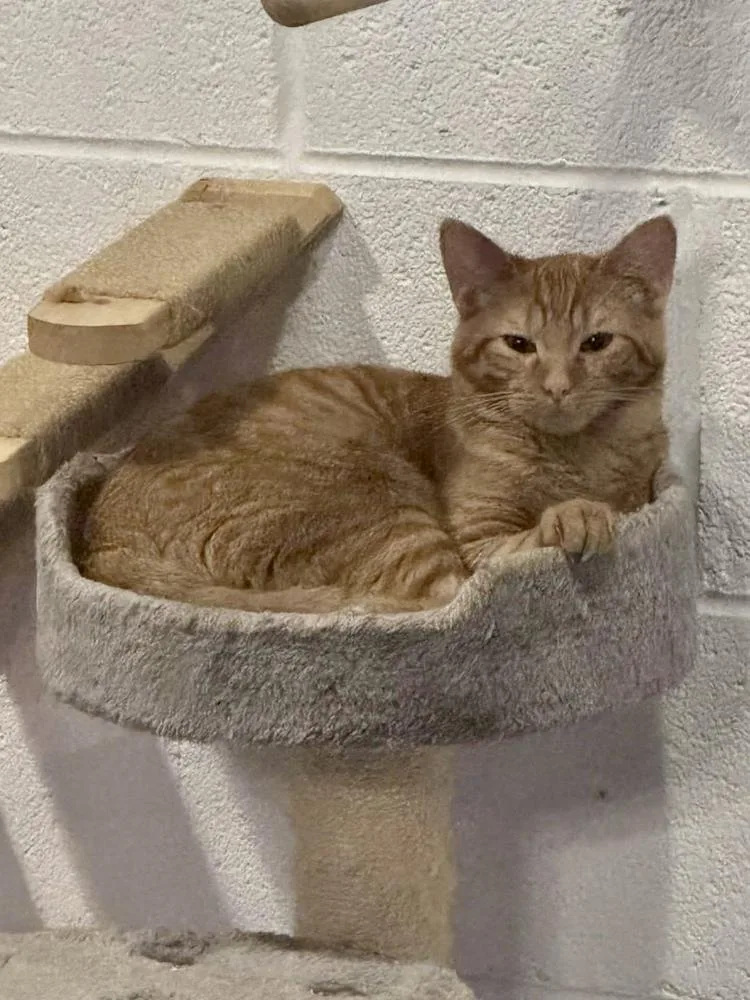 A baby small-sized male Domestic Short Hair cat named Calcifer for adoption in Ferndale, MI