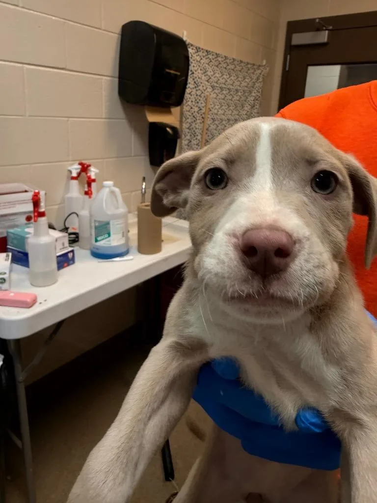 A young medium-sized male Mixed Breed dog named Sky for adoption in Rome, GA