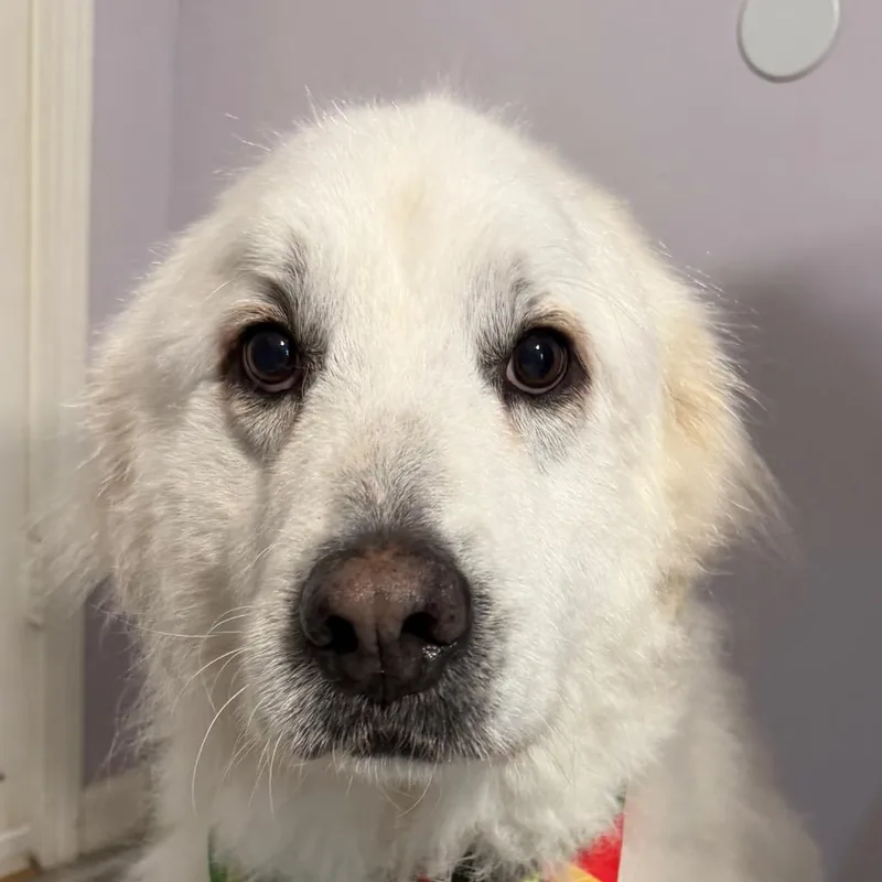 A senior large-sized female White / Cream Great Pyrenees dog named Kiera for adoption in Greenfield, IN