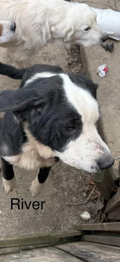 An adult large-sized male Bernese Mountain Dog dog named River for adoption in Cincinnati, OH