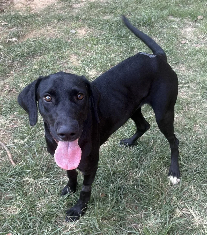 An adult large-sized female Labrador Retriever dog named Guppie for adoption in Wetumpka, AL