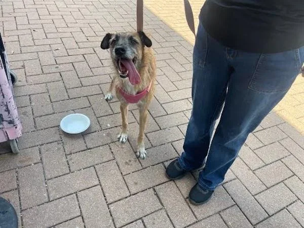 An adult large-sized female Border Terrier dog named Nova for adoption in Austin, TX