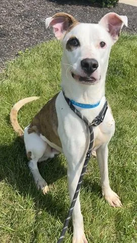 A young medium-sized male Pit Bull Terrier dog named Atlas for adoption in Dayton, OH