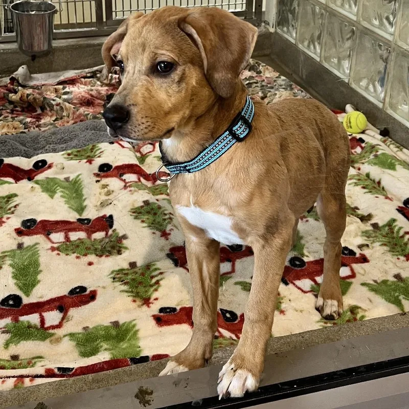 Brooklyn thumbnail 2