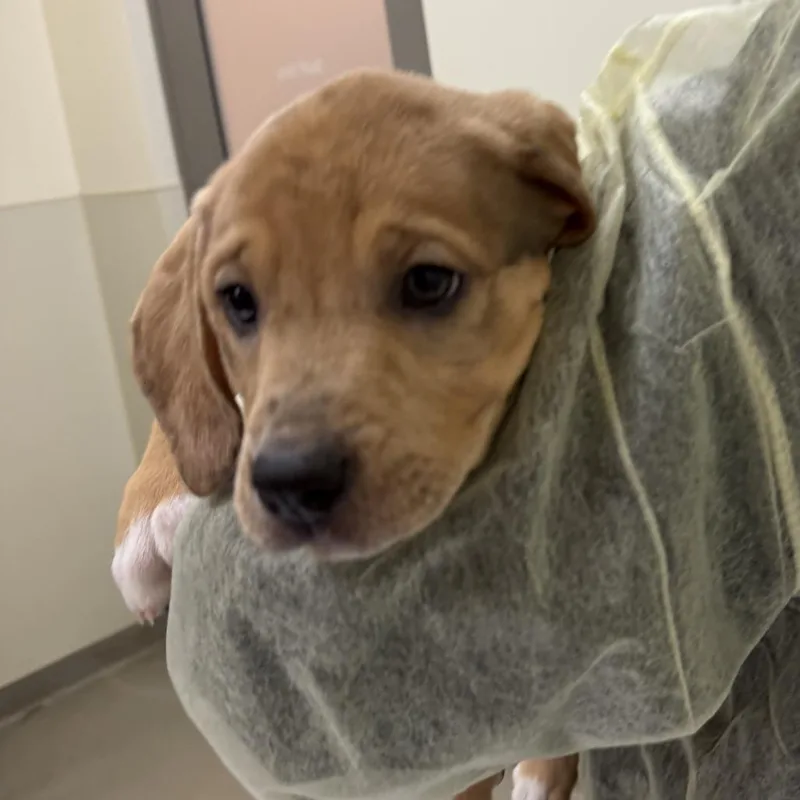 Brooklyn thumbnail 3