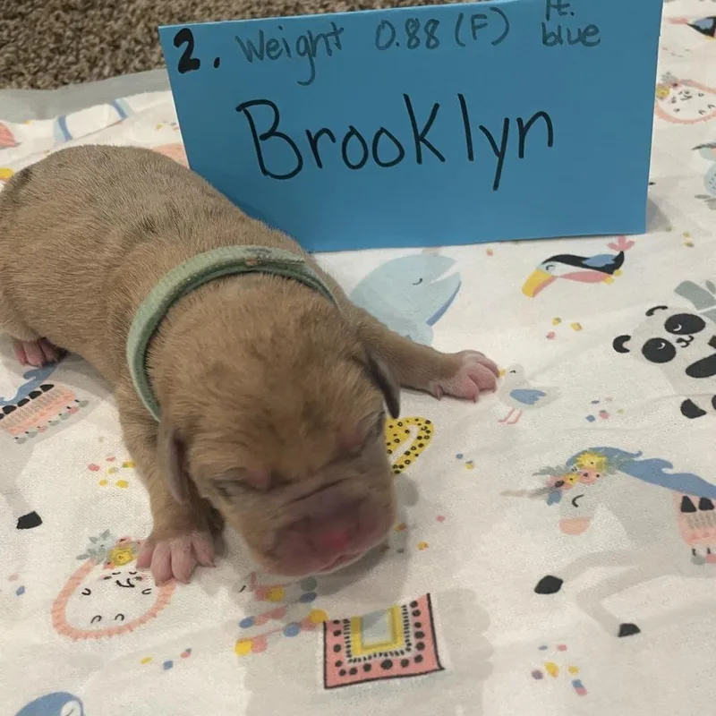 Brooklyn thumbnail 4