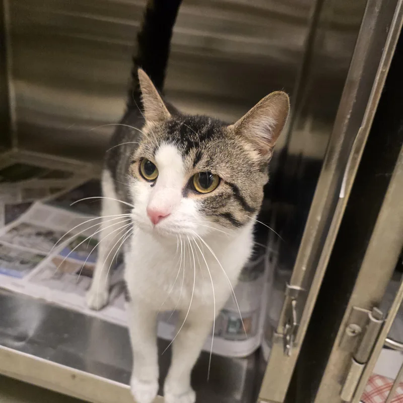 An adult medium-sized male Gray & White Domestic Short Hair cat named Levi for adoption in Cicero, IL
