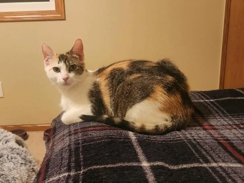 A young medium-sized female Domestic Short Hair cat named Chestnut for adoption in Crystal, MN