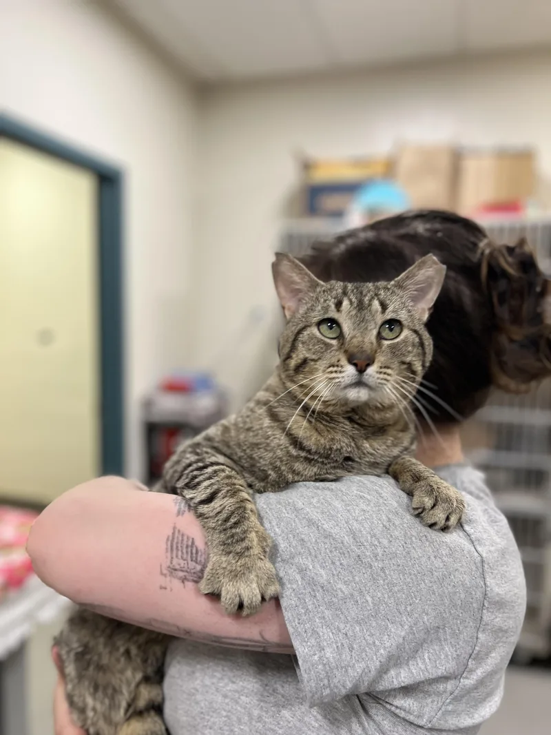 An adult medium-sized male Tabby (Brown / Chocolate) Tabby cat named Wilbur for adoption in New Rochelle, NY