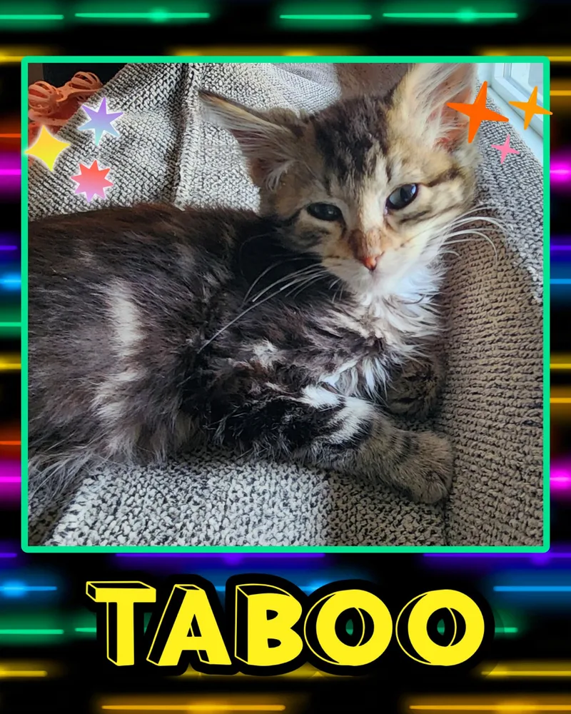 Taboo thumbnail 3