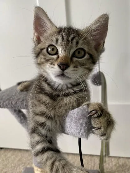 A baby small-sized female Domestic Short Hair cat named Meatball for adoption in Honolulu, HI