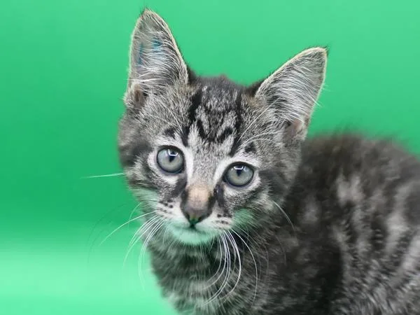 A baby small-sized male Domestic Short Hair cat named Katseye for adoption in Portland, OR