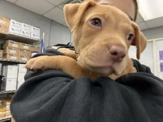 A baby medium-sized male Pit Bull Terrier dog named Kermit for adoption in Aurora, CO