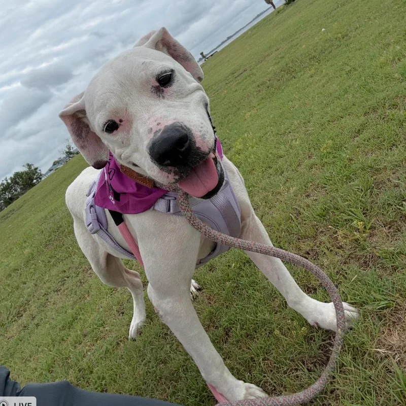 Draculaura thumbnail 2