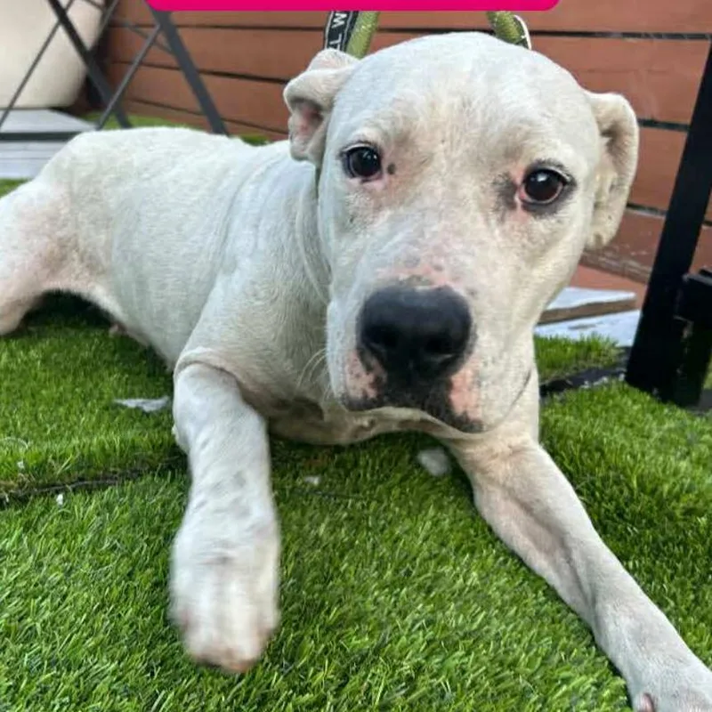 Draculaura thumbnail 3