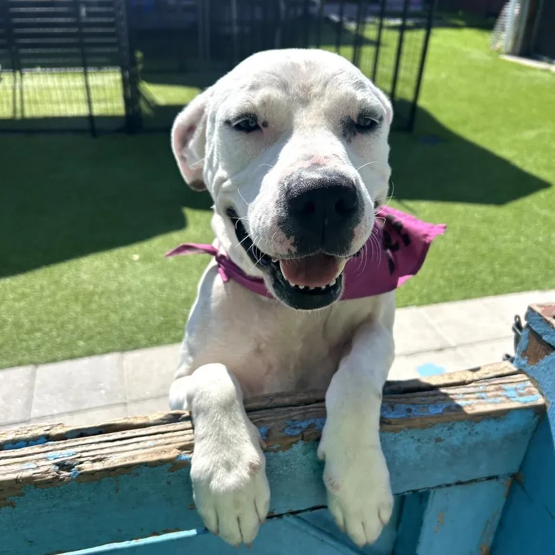 Draculaura thumbnail 4