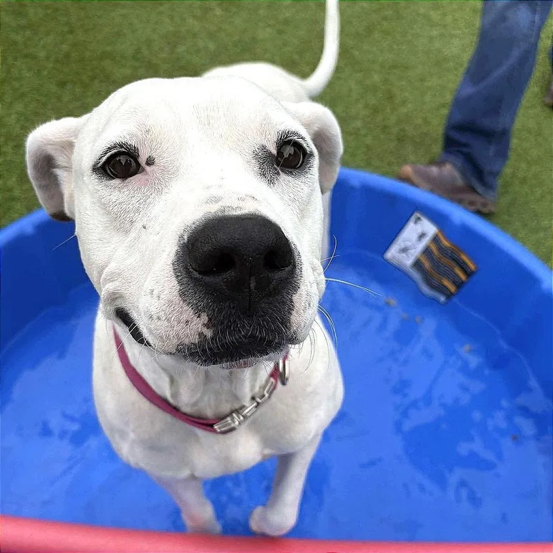 Draculaura thumbnail 6