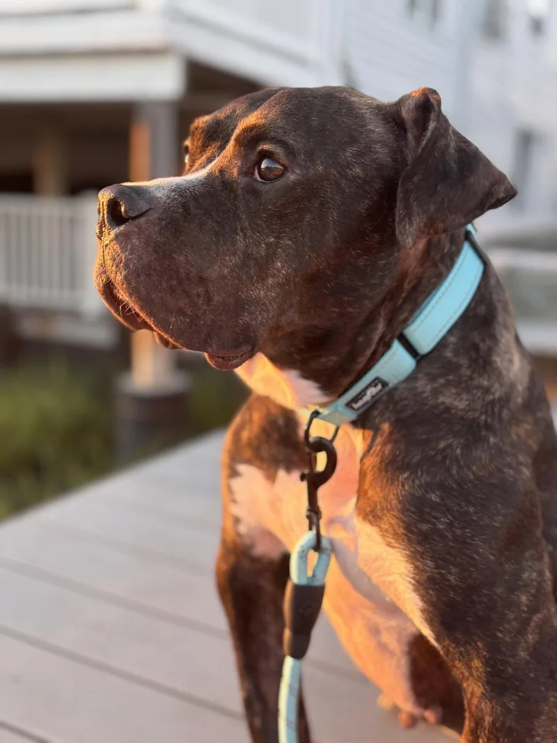 An adult medium-sized female Terrier dog named Cheetah for adoption in Blackwood, NJ