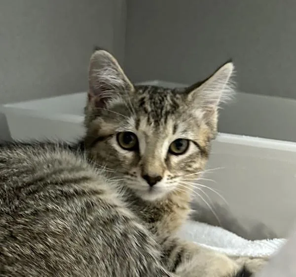 An adult medium-sized male Domestic Short Hair cat named Mr. Bodine for adoption in Stratham, NH