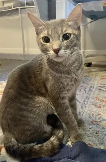 A young medium-sized female Domestic Short Hair cat named Alberta Ann for adoption in Colorado Springs, CO