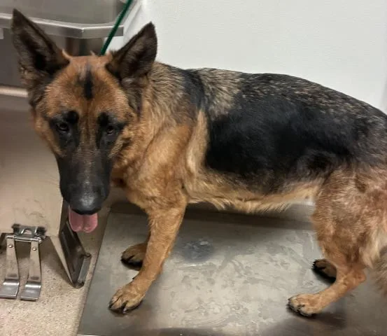 An adult medium-sized female Black Shepherd dog named Rain for adoption in Thousand Oaks, CA